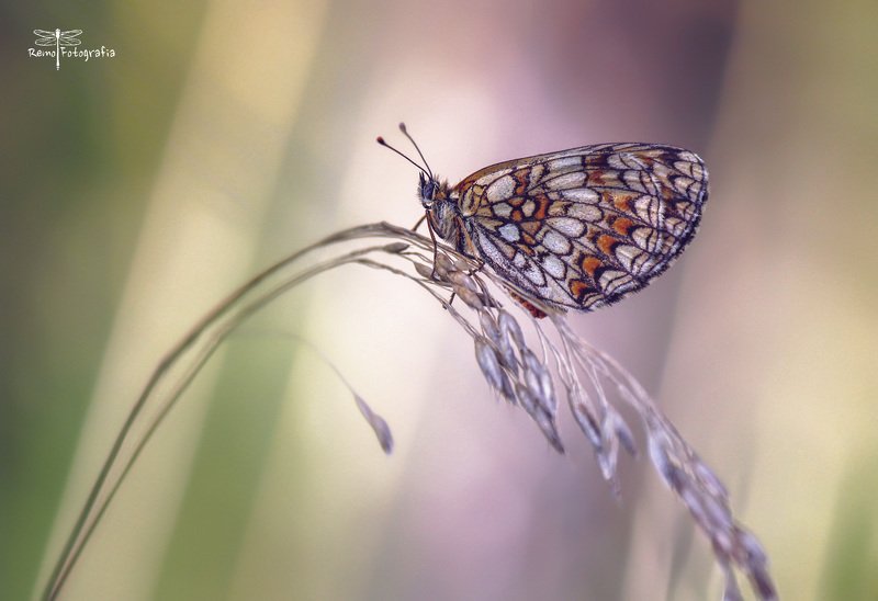 Melitaea athalia-Przeplatka atalia.photo preview