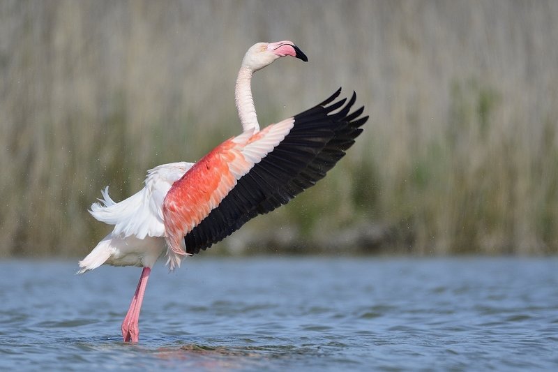 птицы birds Phoenicopterus roseusphoto preview