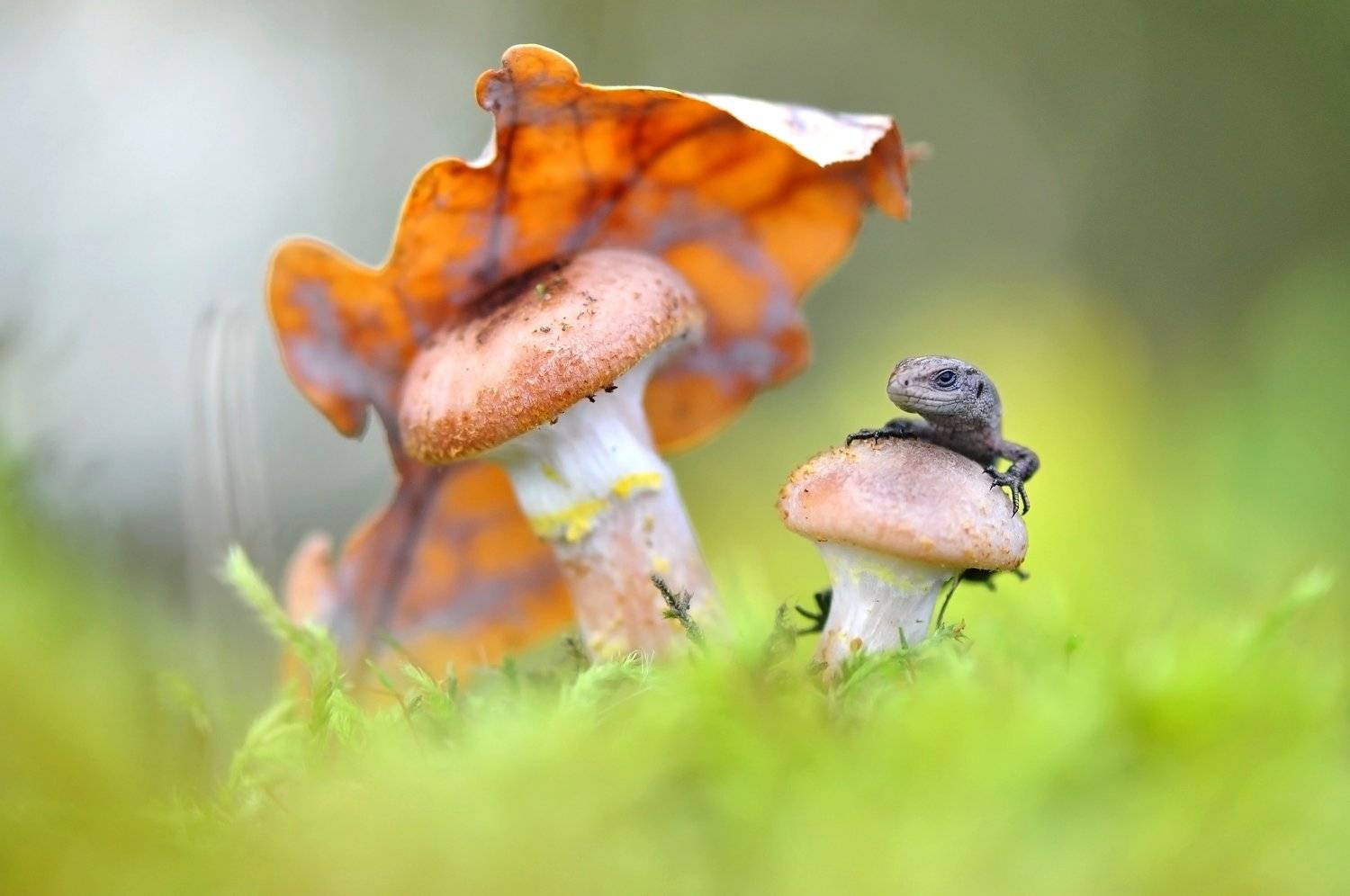 .... Автор: Макеев Алексей , Макеев Алексей