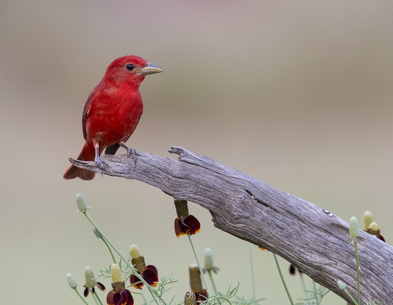 summer tanager, алая пиранга, cardinal, tx, texas Summer tanager - Алая пирангаphoto preview