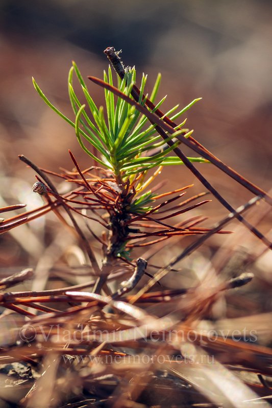 Northwestern Caucasus, Krasnodar Territory, pine needle, pine, needles, sapling, seedling, Pinus pityusa, endemic, Pitsundian pine The sapling of the Pitsundian pine (Pinus pityusa) // Росток пицундской сосны (Pinus pityusa) фото превью