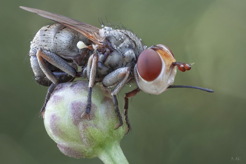 большеголовка, thick-headed fly, conopidae, zodion sp. Крошка большеголовкаphoto preview