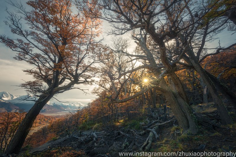 Осенние джунглиphoto preview