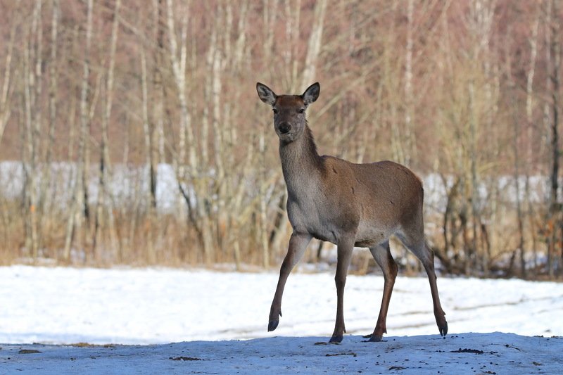 олешкаphoto preview