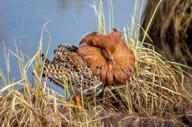 птицы,сеевер,турухтан ,коми,печора,анималистика,birds,seever,turukhtan ,komi,pechora,animalism, Турухтанphoto preview