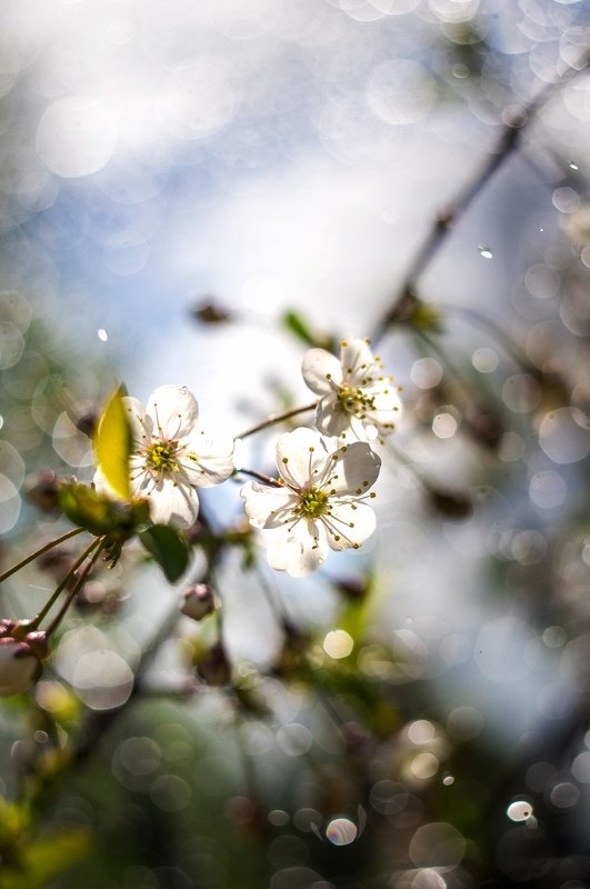 макро, цветы, боке Вишня фото превью