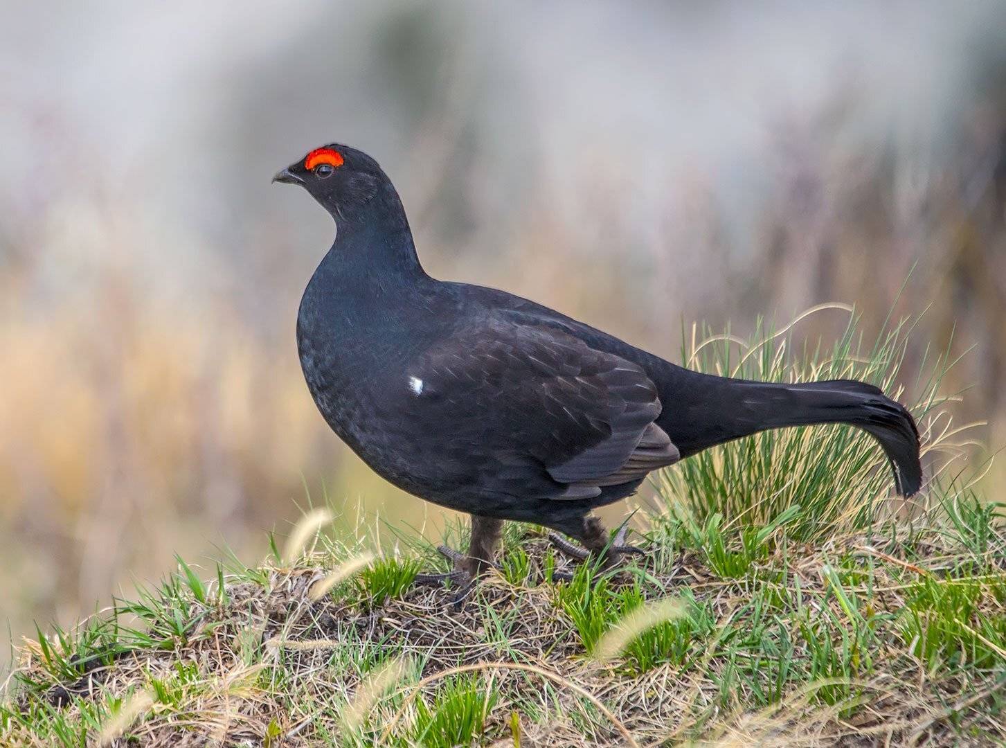 Кавказский тетерев. Автор: Хасан Журтов , Хасан Журтов