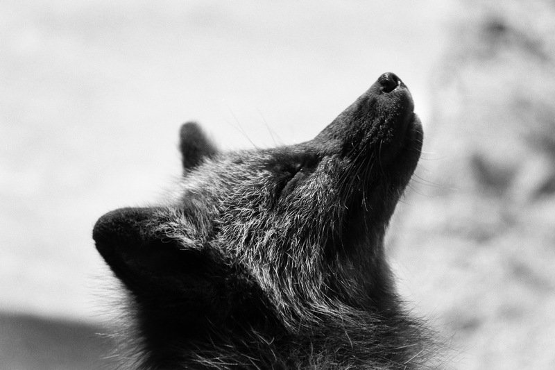 лиса чб Довольный лисphoto preview