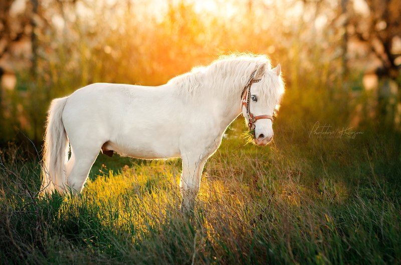 лошадь, анималистика, весна, портрет, закат Лошадкиphoto preview