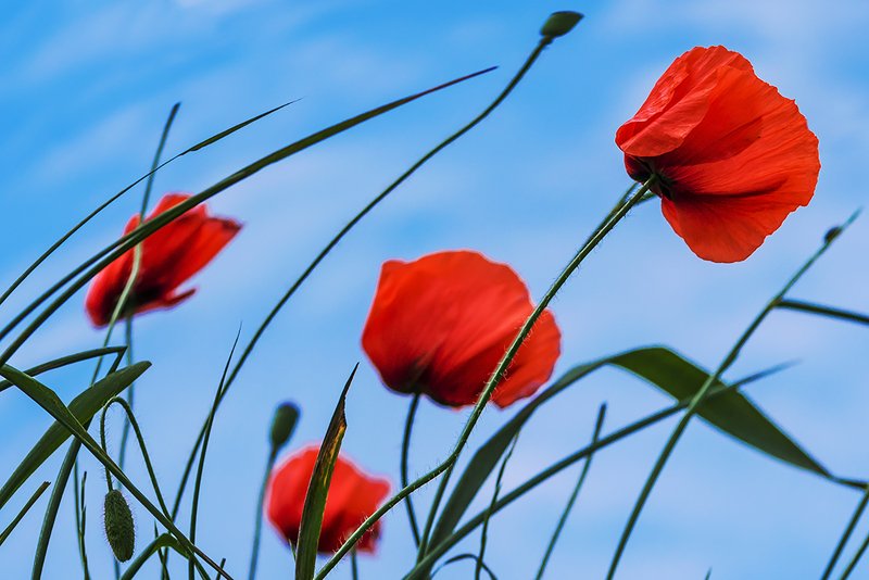 Для душиphoto preview