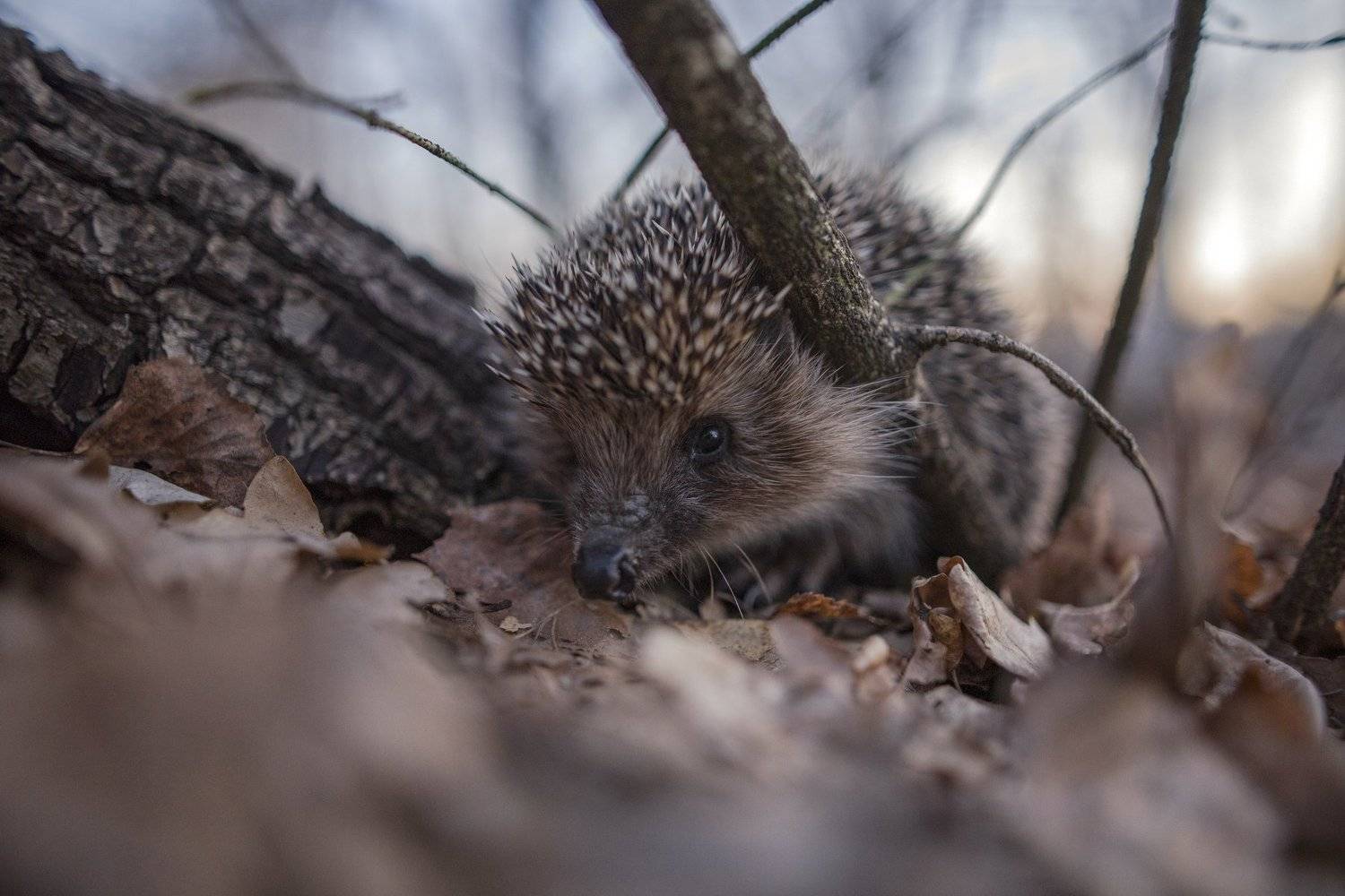 Опасный зверь. Автор: Рустам Афлятунов животные, макро, вечер, природа, Рустам Афлятунов