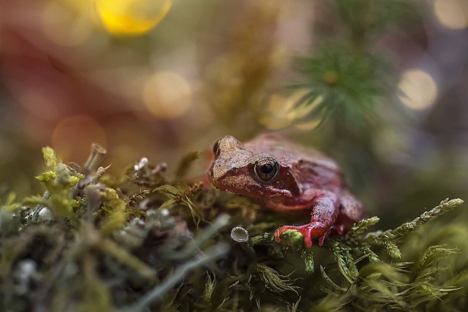 , Анастасия Третьякова