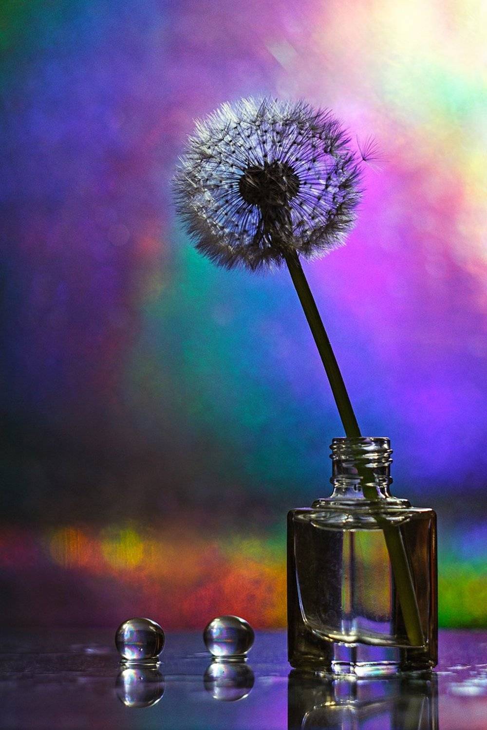 Дождливым майским вечерком…. Автор: Наталья Терентьева moment, момент, beautiful, красивый, manual lens, мануальная оптика, helios-44m-6, dandelion, одуванчик, parachute, парашютик, still life, натюрморт,, Наталья Терентьева