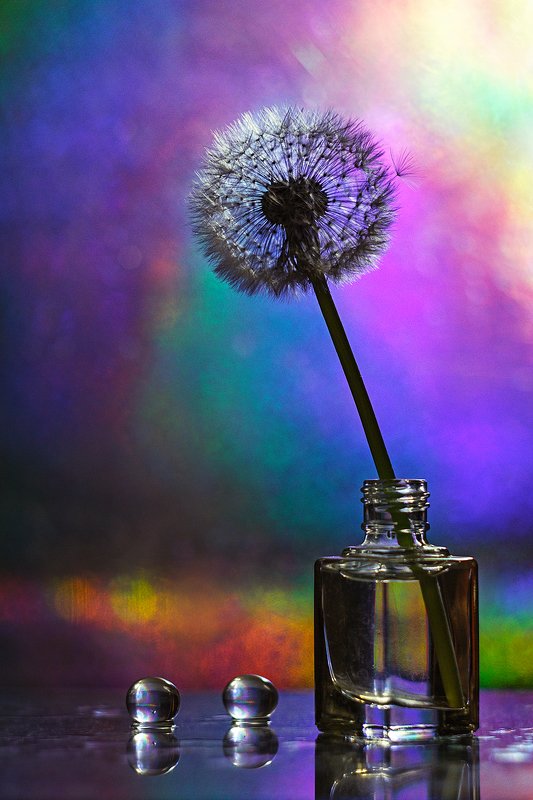 moment, момент, beautiful, красивый,  manual lens, мануальная оптика, helios-44m-6, dandelion, одуванчик, parachute, парашютик, still life, натюрморт, Дождливым майским вечерком…photo preview