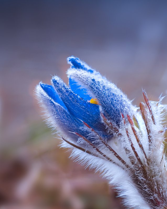 Сон-трава фото превью