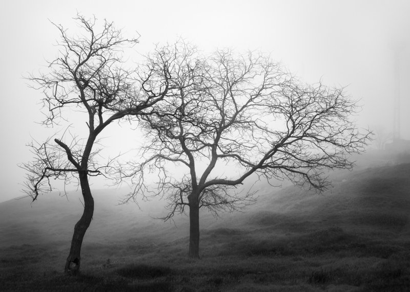 черно белое, пейзаж, Керчь, Дерево, тени, без фотошопа Танецphoto preview