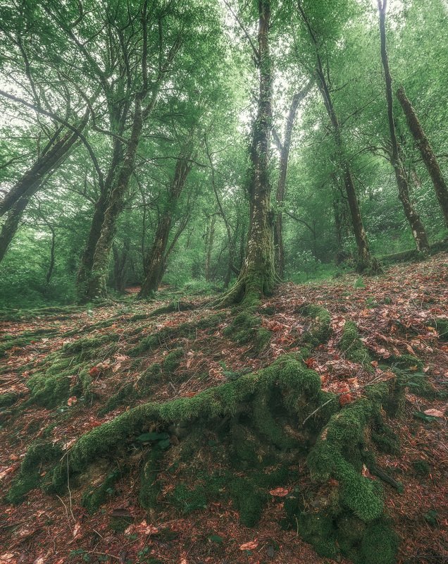 Банда деревьевphoto preview