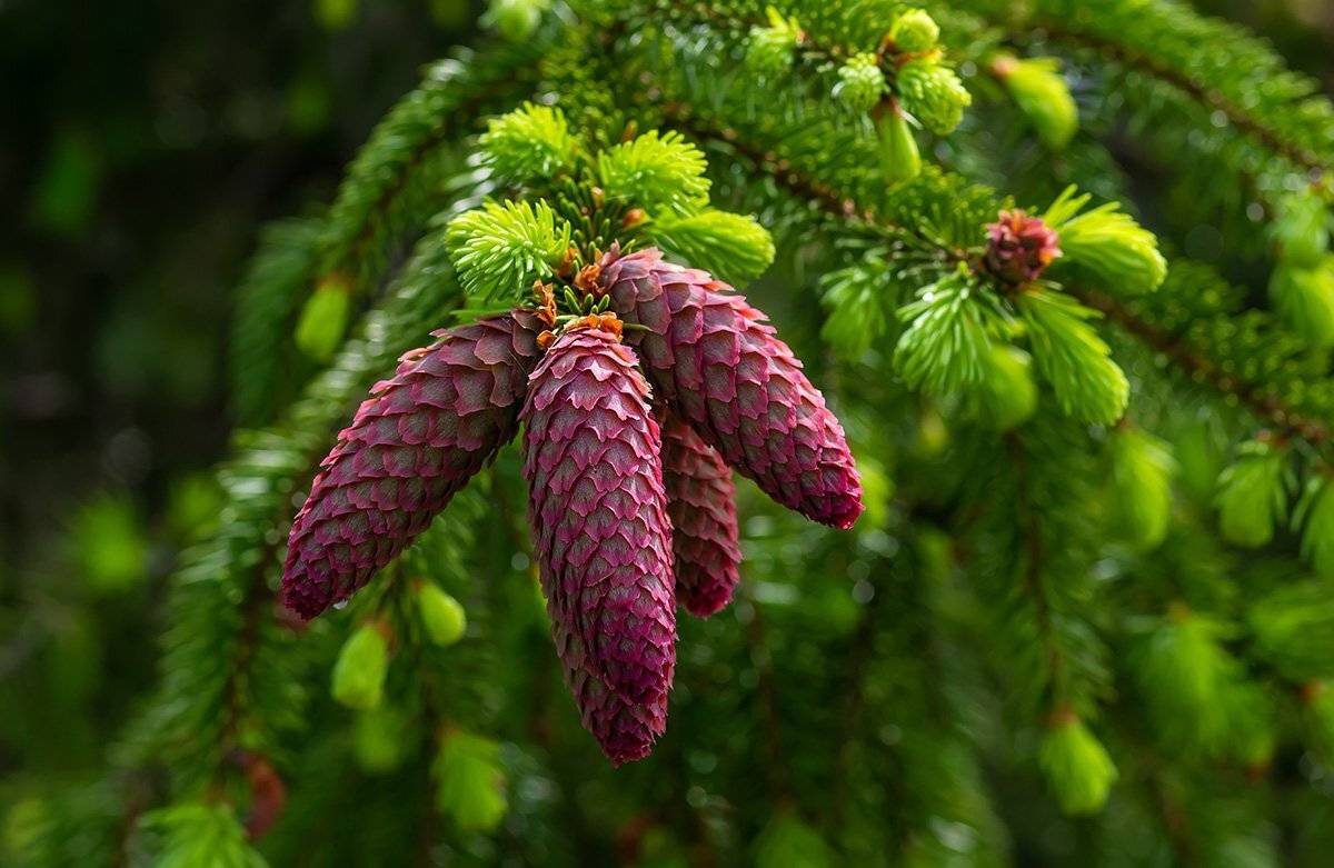 Шишки. Автор: Александр Земляной , Александр Земляной