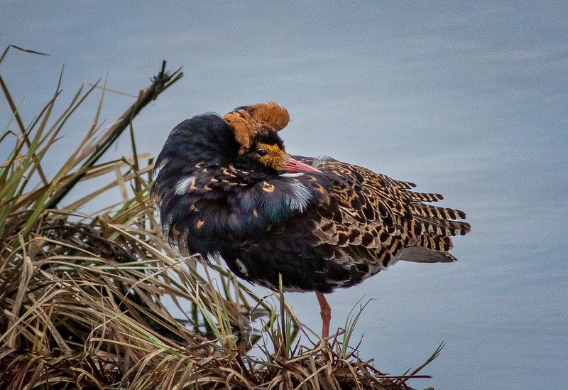 птицы,сеевер,турухтан ,коми,печора,анималистика,birds,seever,turukhtan ,komi,pechora,animalism, Турухтанphoto preview