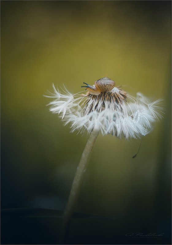 Вкус утренней росы photo preview