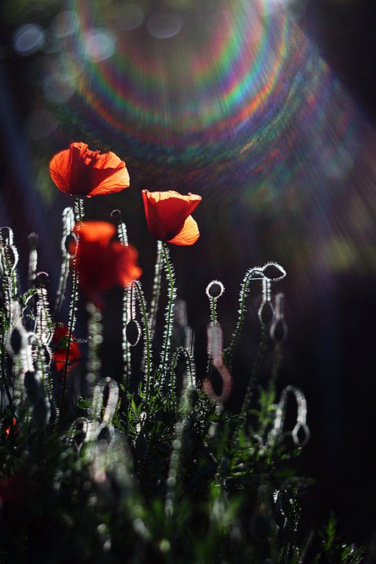 маки утро май солнце лучи Про маки.photo preview