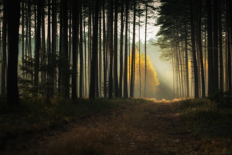 forest, poland, polish, landscape, mushroom, trees, light, awesome, shadows, fog, mist, beautiful, sunrise, sunset, morning, travel From inside the forestphoto preview