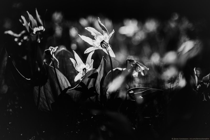 #банши #кандычийлог #кандышныйлог #бабочка #цветы #кандык #алтайскийкрай #алтай #весна #чб Баншиphoto preview