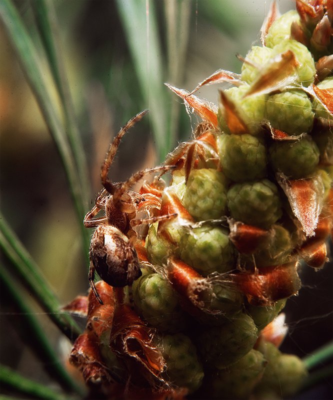 Паучок в сосновом боруphoto preview