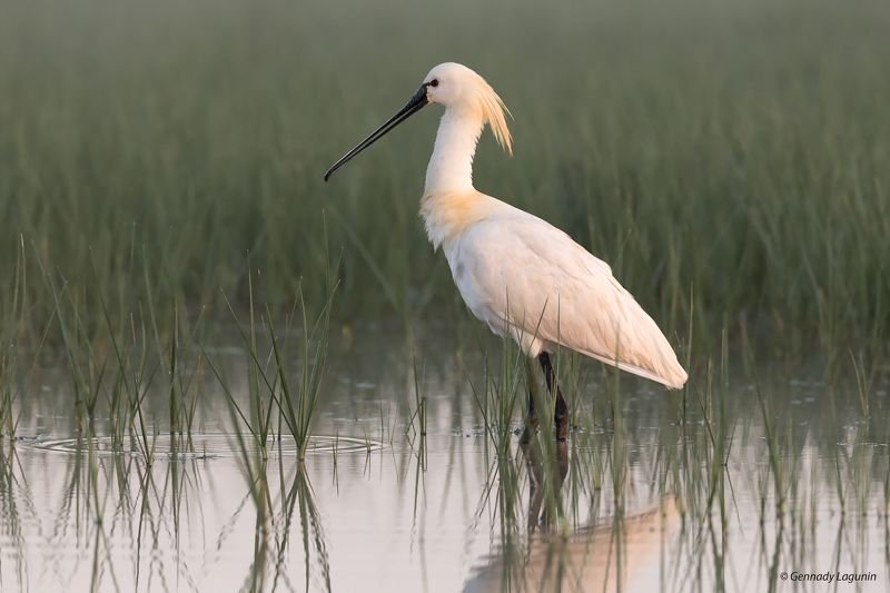 колпица, platalea leucorodia Утренняя гостьяphoto preview