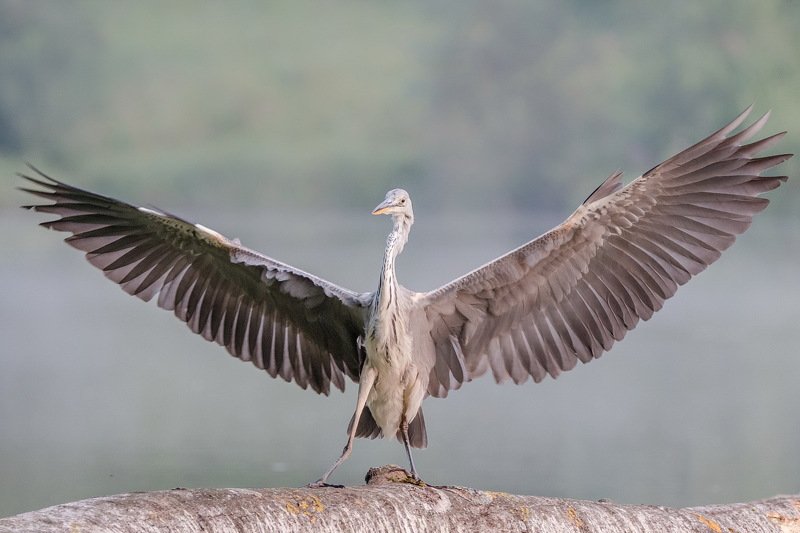 Вооот такую плотву вчера поймала!photo preview