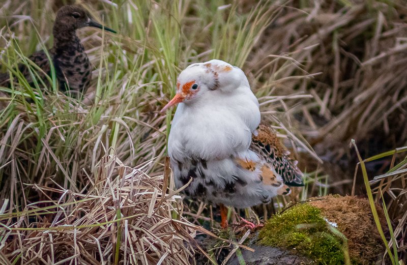 птицы,сеевер,турухтан ,коми,печора,анималистика,birds,seever,turukhtan ,komi,pechora,animalism, Турухтанphoto preview