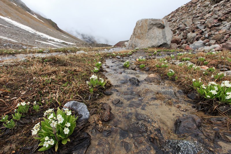 alpine flowersphoto preview