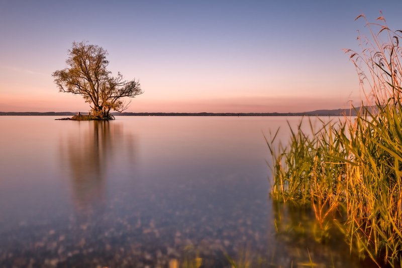 long esposure,lake,switzeland,tree,water,sunset, Silent in the Artphoto preview