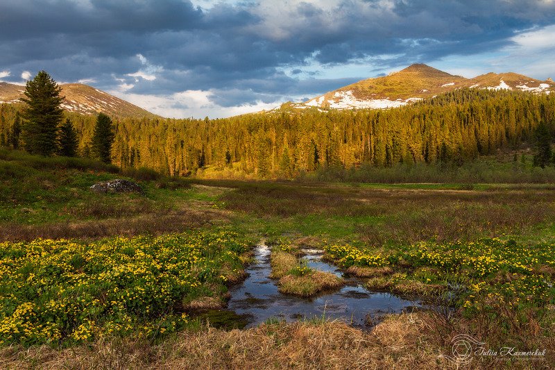 landscape, scenic, nature, travel, outdoor, view, tree, summer, mountains, snow, sky, high, ergaki, krasnoyarskyi krai, siberia Июньский цветphoto preview