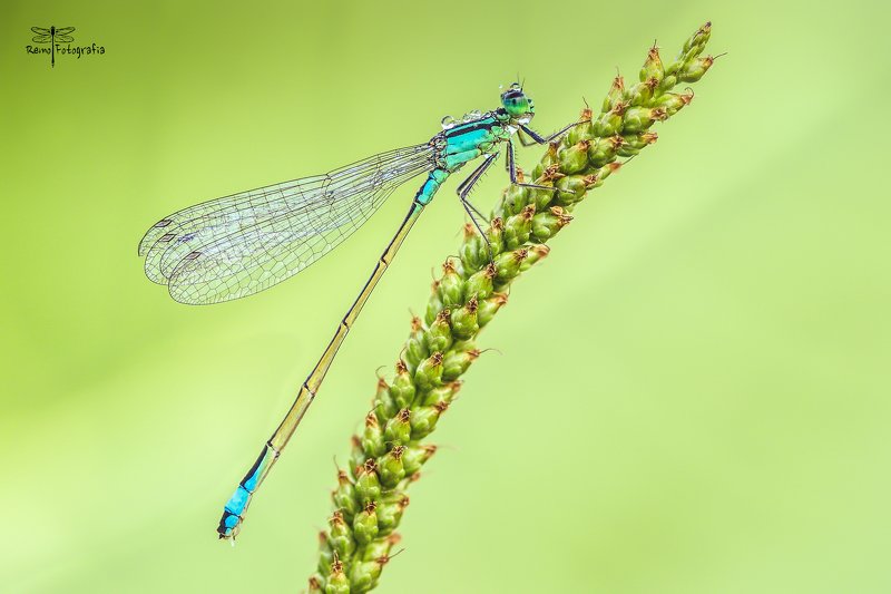 Ischnura elegans- Tężnica wytworna.photo preview