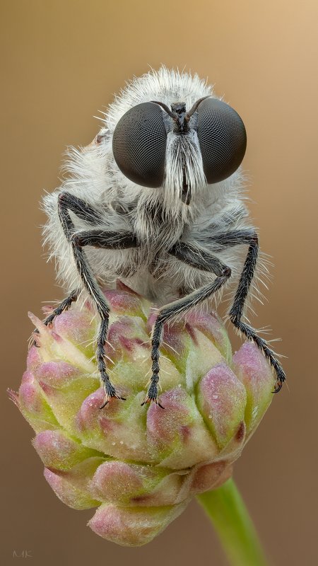ктрырь,robber fly Ктырь в буркеphoto preview