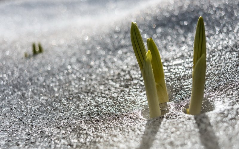 горы, ергаки, западный саян, красота, ник васильев, пейзаж, саяны, сибирь, снег, лед, сила жизни, росток, боке Сила Жизни. Прострелы.photo preview