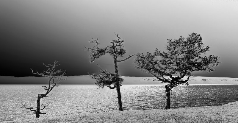 россия, сибирь, байкал, озеро, остров ольхон, ник васильев, красота, жизнь, монохром, дерево, лиственница Жизнь. Три стадии.photo preview