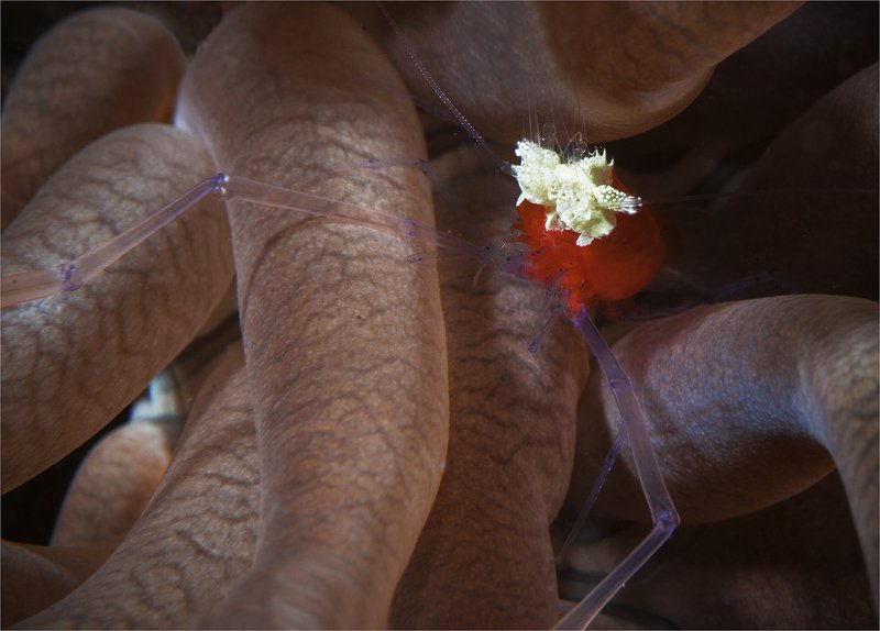 филиппины, негрос, краб крабье курабье фото превью