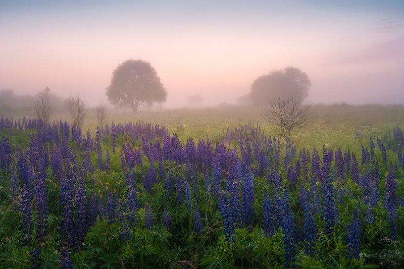 угра,рассвет,утро,пейзаж Люпиновое утро...photo preview