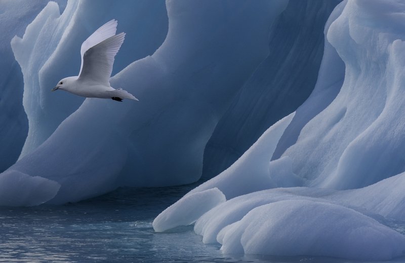 Frozen Beautyphoto preview