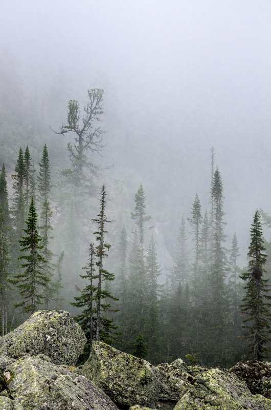 горы, россия, сибирь, саяны, западный саян, ергаки, путешествие, поход, приключения, ник васильев, утро, туман, дерево, кедр, Август месяц осенний.photo preview