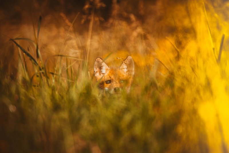 #animal #fox #puppy #wildlife #colors  I see youphoto preview
