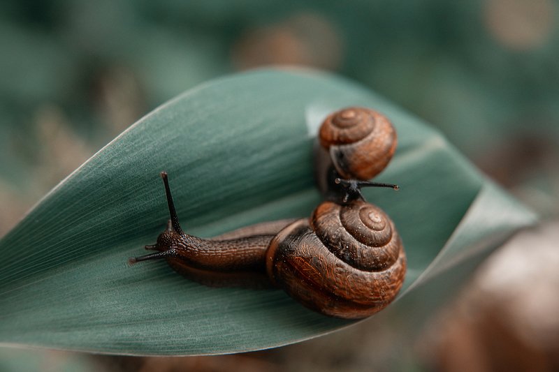 улитка макро макромир животные микрожизнь макро улиточки snails snail macro macroworld animals Кто здесь?photo preview