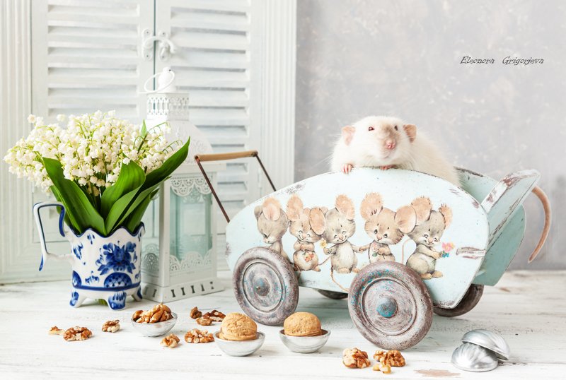 О пользе  послеобеденного снаphoto preview