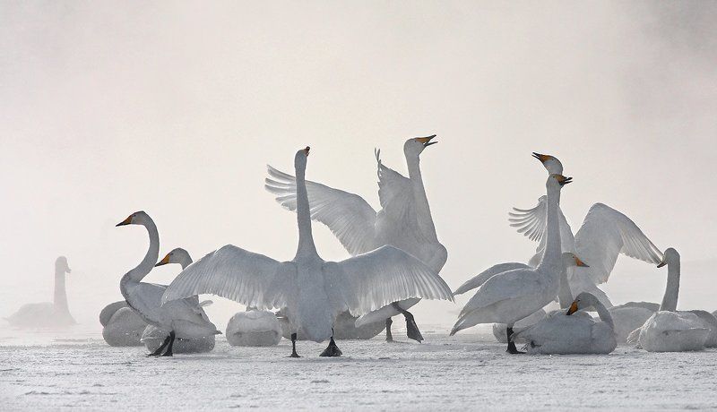 лебедь, кликун, зима Танцы на грани весныphoto preview