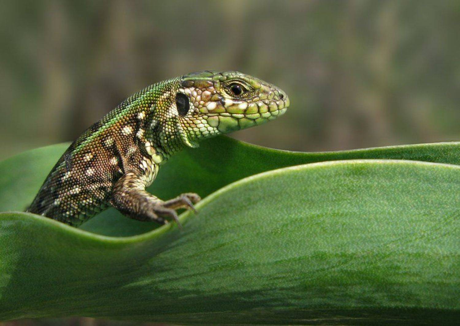 , Дмитриева Наталья