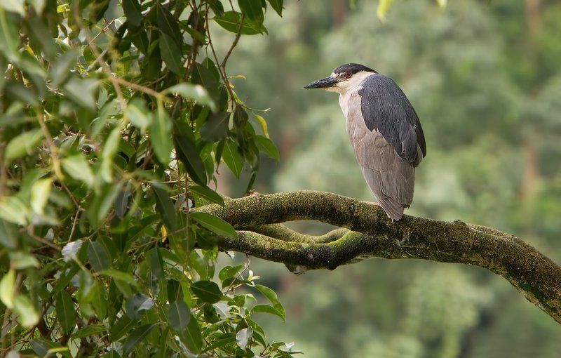 птицы, пернатые, кваква, бразилия Одинокая квакваphoto preview