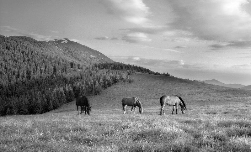 коні ***photo preview