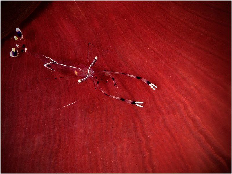 креветка чистильщик, красное море, анемон Прозрачное на красномphoto preview